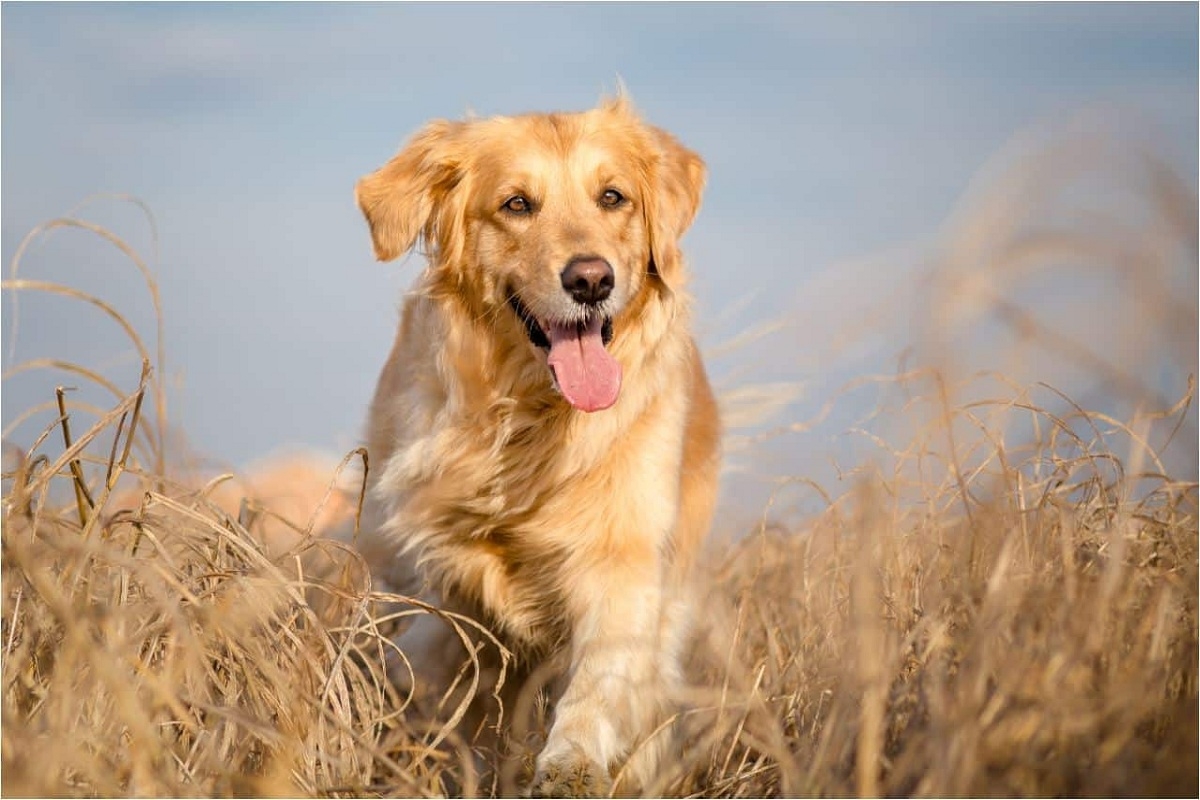 Köpekler ve Sağlık: Köpeğinizin Fiziksel ve Ruhsal Sağlığına Nasıl Dikkat Edersiniz
