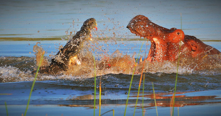 Afrika'nın Su Topraklarının Gücü: Nil Atı, Hipopotamlar ve Krokodiller