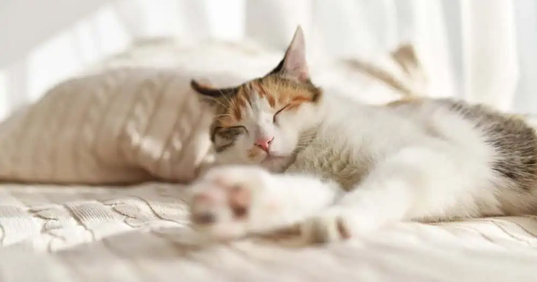 Kediler ve Yatak Arkadaşlığı: Kedinizle Uyumak Güvenli Midir?
