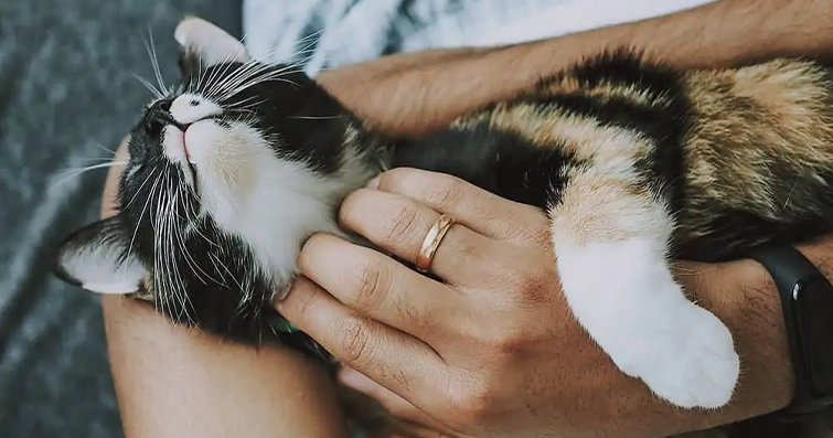 Kedi Sahiplenme Rehberi: Sorumlulukları ve Mutlu Bir Ev İçin İpuçları