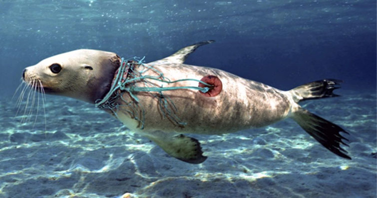 Deniz Canlılarının Plastik Kirliliği ile Mücadelesi: Okyanuslardaki Tehlike ve Zararlar