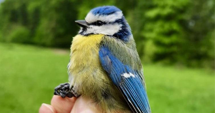Kuşların Doğal Yaşam Alanlarının Korunması: Ekosistemlerin Bekçileri