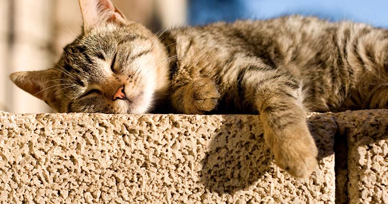 Kediler ve Güneşlenme: Güvenli Bir Güneşlenme Alanı Nasıl Oluşturulur