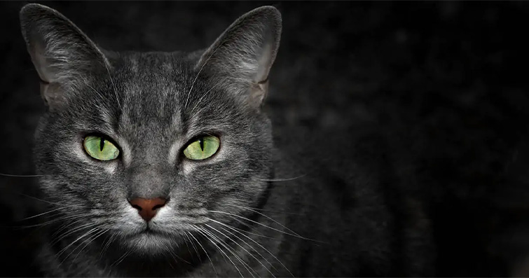 Kediler ve Gece Hayatı: Kedilerin Gece Aktiviteleri ve Davranışları