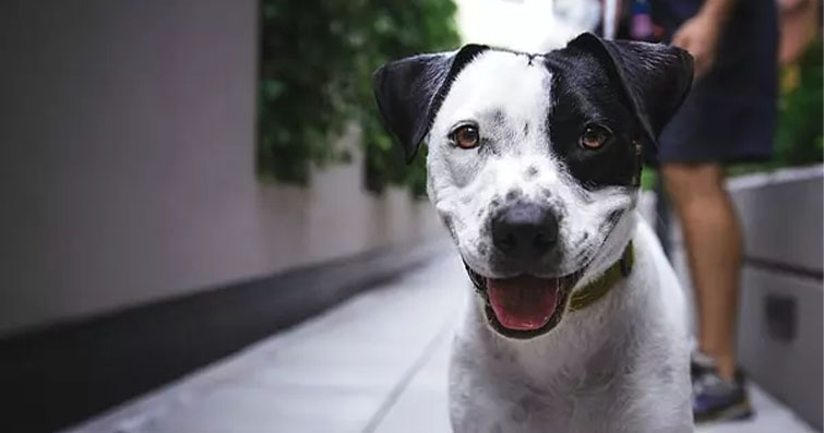 Köpeklerde Gürültü Fobisi: Fobi ile Başa Çıkma ve Rahatlama Teknikleri