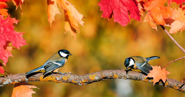 Kuşlar ve Doğal Alarm Sistemleri: Sabah Çalgıcısı Kuşlar