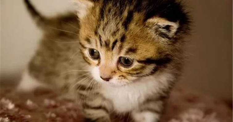Bağışların Kedi Barınaklarında Nasıl Kullanıldığına Dair Gerçek Örnekler: Toplum Destekli Kedi Refahı İçin Etkili Çalışmalar