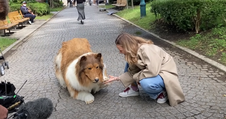 Japonya'nın farklı bölgelerindeki köpek dostu festivallerin öne çıkanları