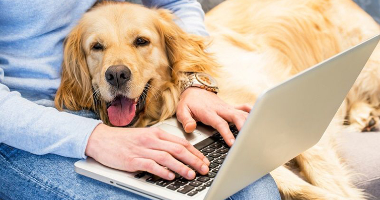 Köpekler ve Bilgisayar: Köpeklerle Çalışırken Dikkat Edilmesi Gerekenler