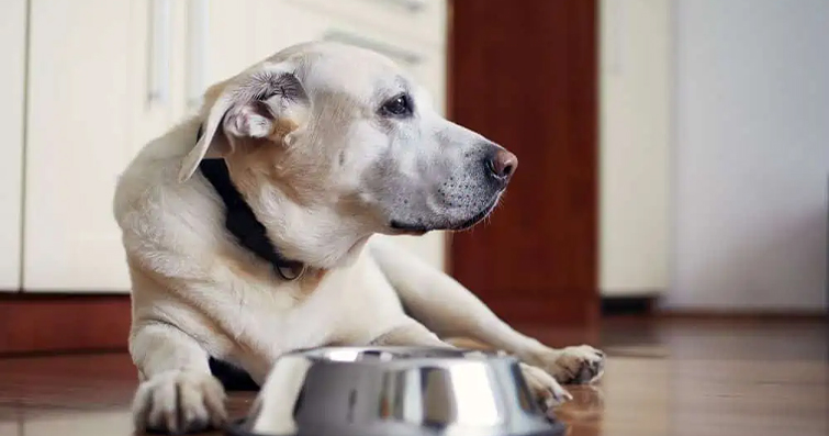 Köpeklerde Yetişkinlik Döneminde Değişen Beslenme İhtiyaçları