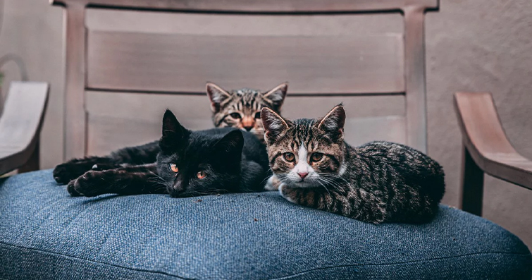 Kedilerde Sosyal Hiyerarşi: Kedinin Grup İçindeki Rolü