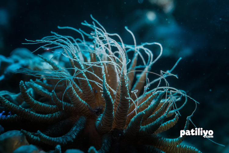 Denizanası Çiçeği (Coral Polyp): Küçük Canlıların Büyük Ekosistemi