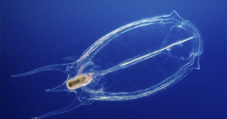Jelatinli Deniz Canlıları: Salps, Comb Jellies ve Diğer Transparan Yaratıklar