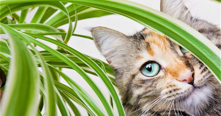 Kedi ve Köpeklerde Ortak Zehirli Bitkiler Listesi