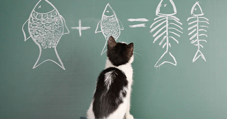 Kedilerin Öğrenme Kapasitesi: Yeni Görevler ve Yetenekler