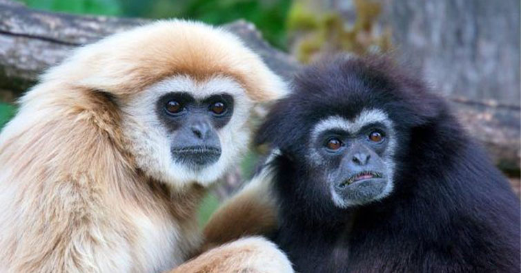 Asi Ormanların Maskotları: Maymunlar ve Gibbonlar