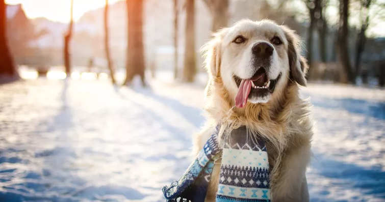 Köpeklerde Kışın Dışarıda Oyun Oynama