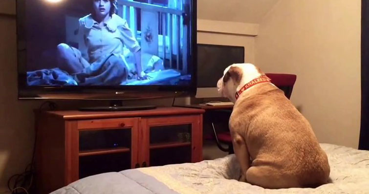 Evde Eğlence: Köpeğinizle Film veya Dizi İzleme Saatleri