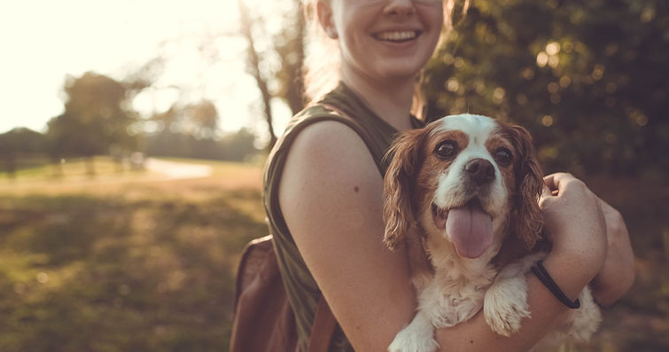 Köpeklerde İşyeri Mutluluğu: Ofis Ortamında Köpek Bakımı ve İş Sahiplerine Faydaları