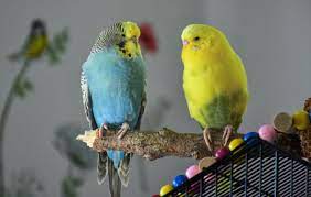Kuşların İletişimi: Dil Öğrenme ve Sosyal Davranışlar