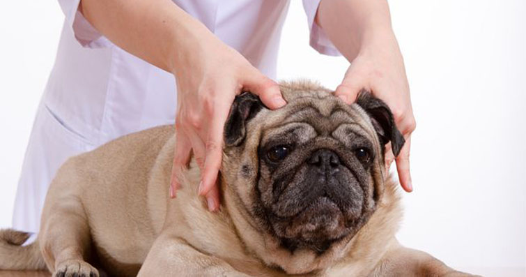 Köpeklerde Fiziksel Rehabilitasyon ve Masaj: Sağlık ve İyileşme İçin Önemli Yöntemler