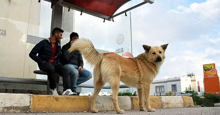 Kendisini Terk Eden Ailesini 1 Yıldır Dolmuş Durağında Bekleyen ‘Can’ İsimli Köpek