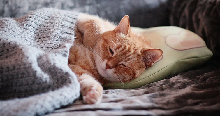 Kedi Uykusu ve Enerji Dengelemesi: Ne Kadar Uyku Gerekir?