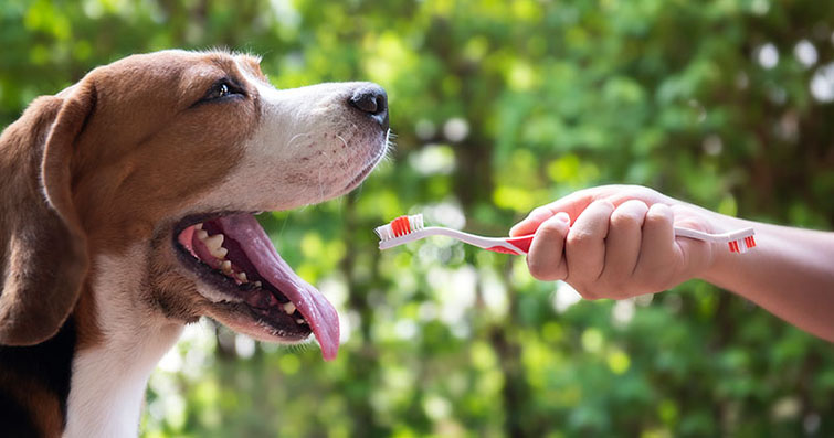 Köpeklerde Ağız Bakımı ve Diş Fırçalama Teknikleri: Sağlıklı Gülüşler İçin Kılavuz