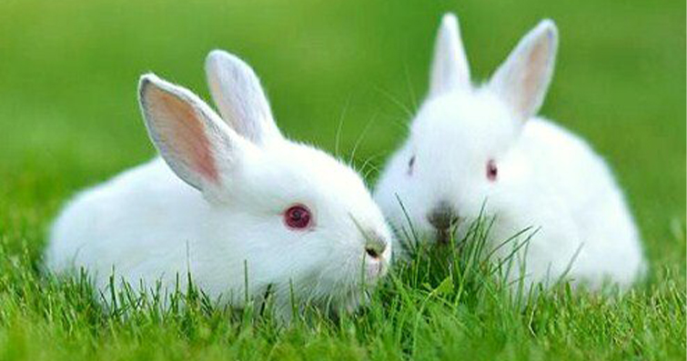 Cevaplıyoruz: Tavşanların Gebelik Süresi