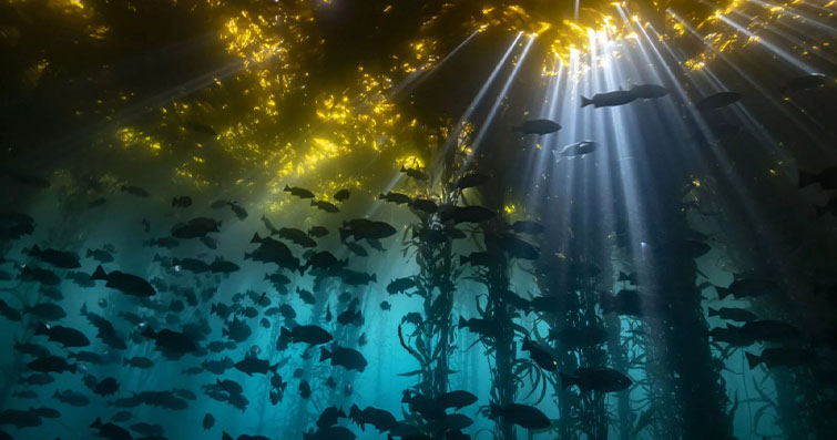 Balık Bilimi: Suda Gizlenen Dünyanın Sırları