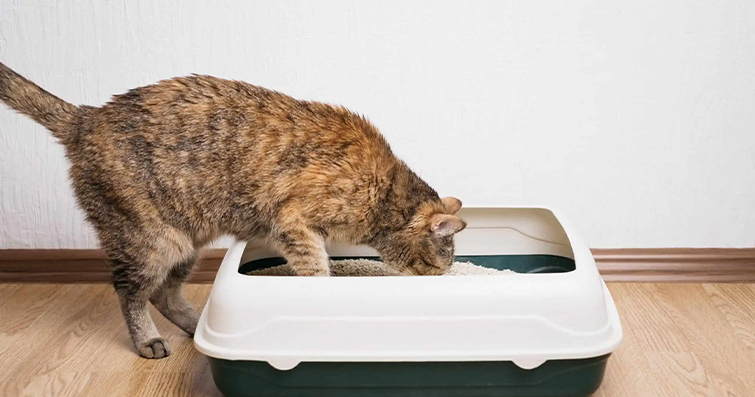 Kedilerin Tuvalet Kumuyla Oyun Oynaması: Eğlenceli ve Normal Bir Davranış Mı?
