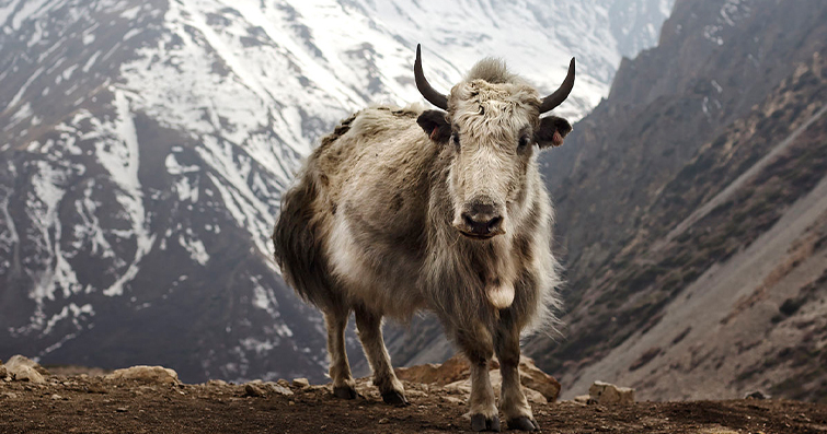 Himalayaların Yüksek Zirvelerinde Yaşayan Vahşi Hayvan Türleri