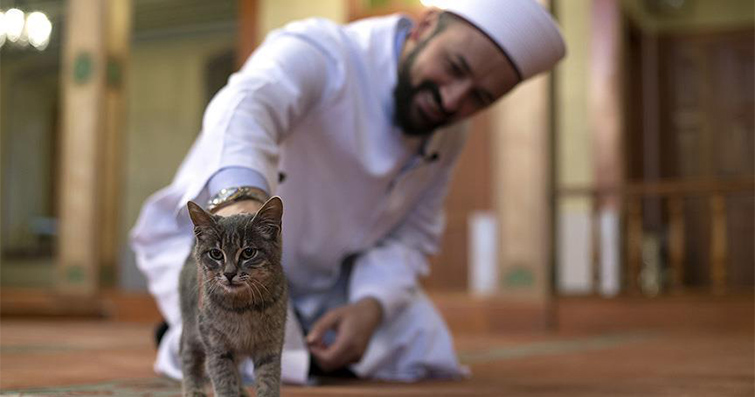 Kediler ve Din: Kedilerin Dini İnançlardaki Rolü
