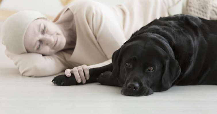 Köpeklerde Element Terapisi: Köpeklerin Elementlerin Gücünden Yararlanarak Dengelenmesi ve İyileştirilmesi