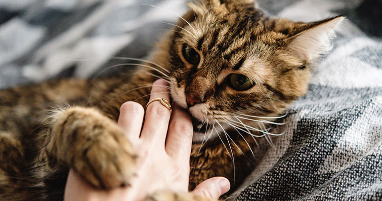 Kediler ve Zorlayıcı Davranışlar: Kedinin Dikkat Çekici Hareketleri