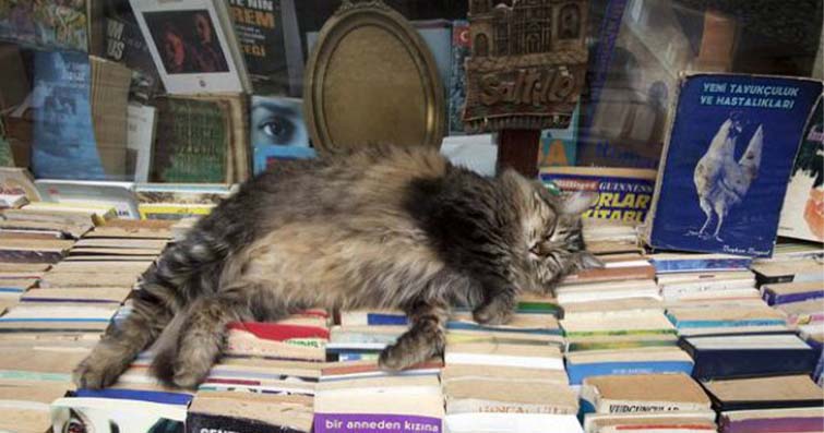 Kediler ve Kitaplar: Kedisi Olan Kitap Severler İçin Öneriler