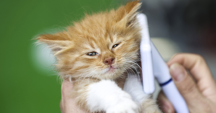 Kedilerde Otojen İlaçlar: Bitkisel Çözümler ve Kedi Sağlığı