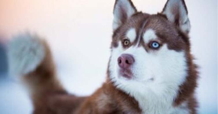 Köpeklerde Çift Renkli Gözler: Genetik ve Anlamı