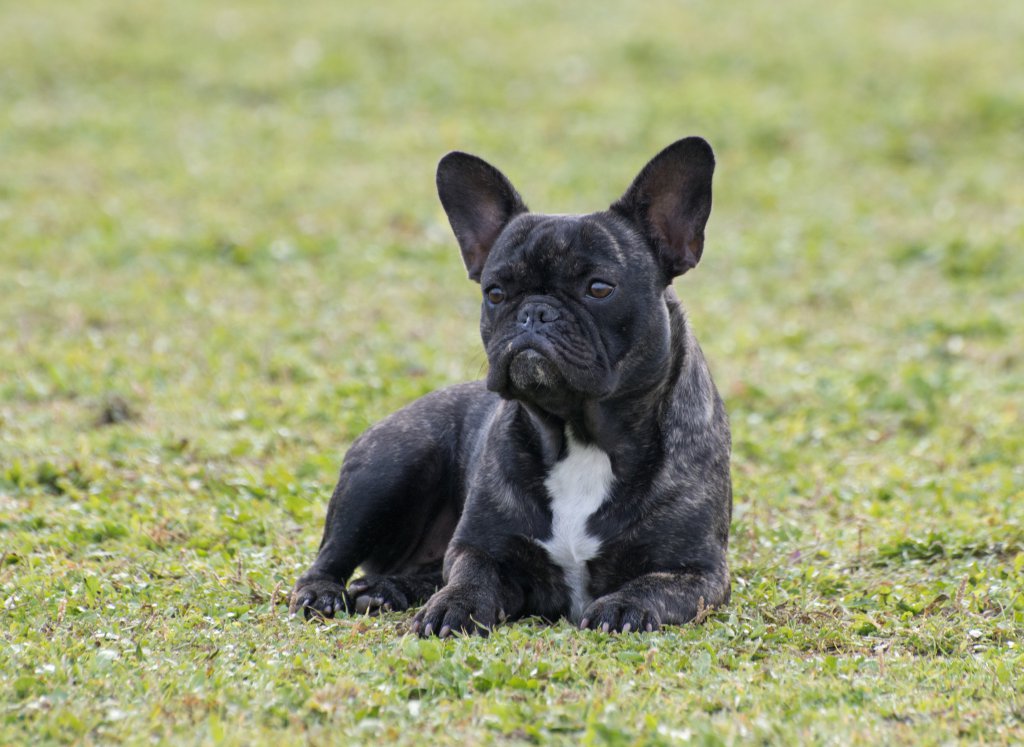 Bulldog: Maskülen Görünümün Altındaki Nazik Devler