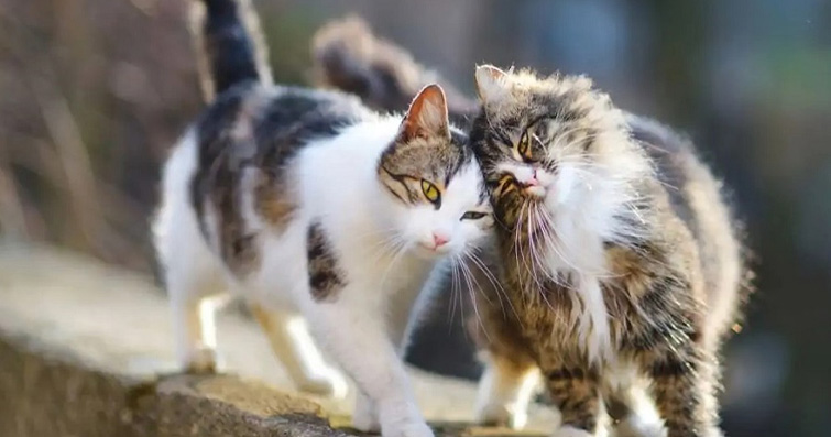 Kediler ve Görünmez Arkadaşlar: Kedilerin Arkadaşlık Duygularının Derinlikleri