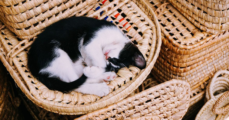 Kediler ve Kış Uykusu: Kediler Kışın Daha Fazla Uyur mu?