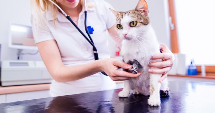Kedinizi Veterinere Nasıl Alıştırabilirsiniz?