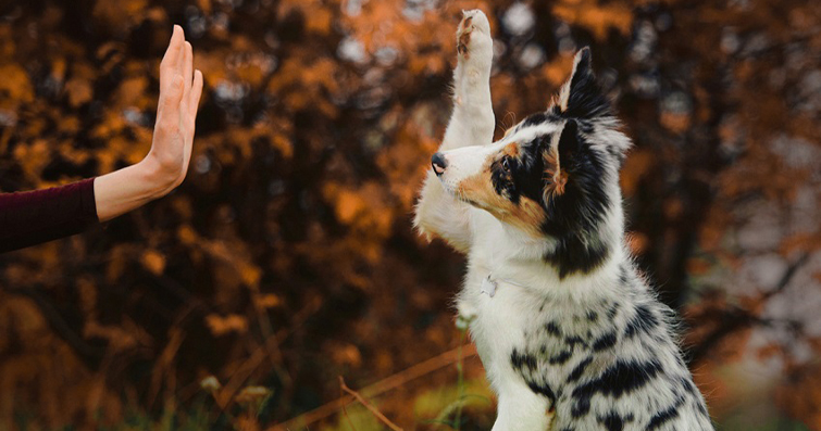 Köpek Yavrusu Oyunları ve Aktiviteleri: Zihinsel ve Fiziksel Uyarım