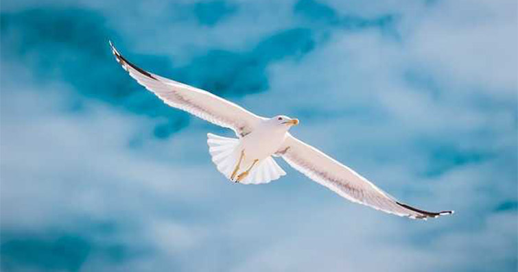 Kuşların Uçma Fiziği: Yükseklik, Hız ve Manevra