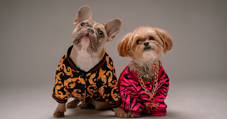 Köpek Modası ve Trendler: En İyi Köpek Kıyafetleri ve Aksesuarları