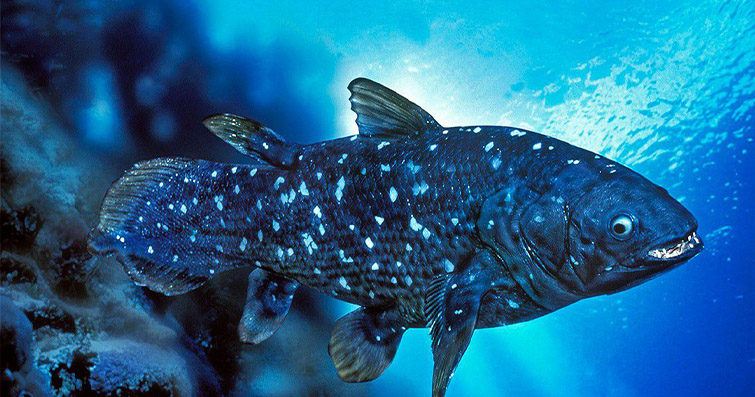 Balıkların Evrimi: Su Altı Yaşamının Kökenleri