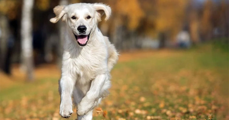 Köpekler ve Sürüngen Arkadaşlar: İlginç Arkadaşlık İlişkileri