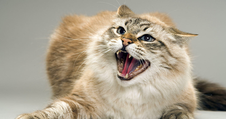 Kediler ve Doğal İntuitions: Tehlikeli Durumları Nasıl Hissederler?
