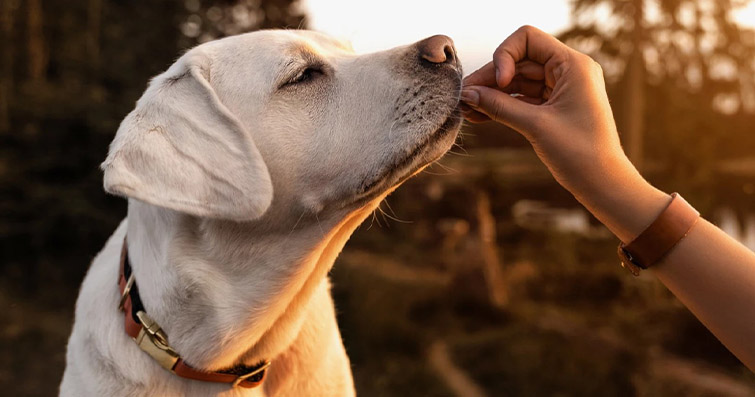 Köpeklerin Dilini Çözmek: Vücut Dili ve İfadeleri Anlama