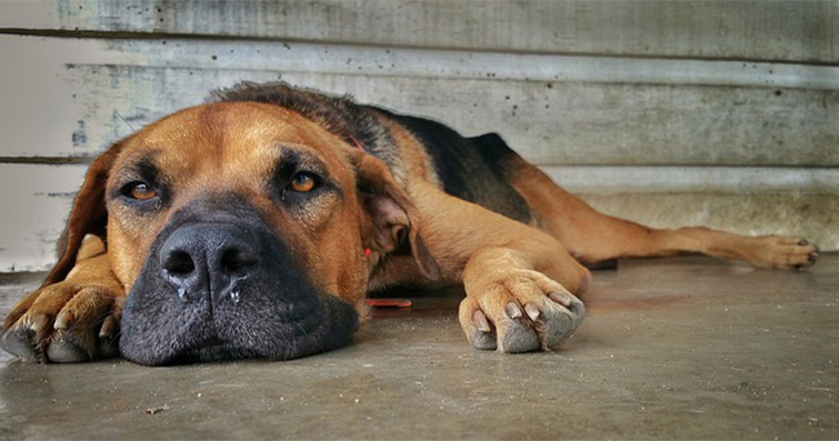 Köpekler ve Islak Burun Mitosu: Köpek Sağlığında Burun Durumu